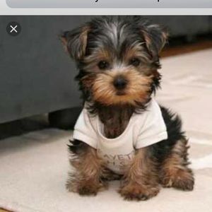 Meet your Posher, Tamie